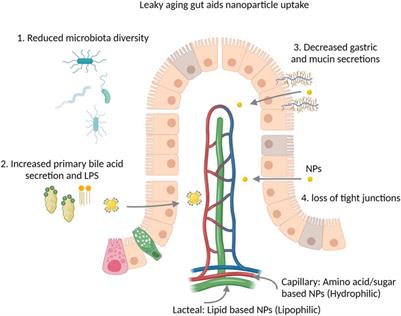 Opportunities and Challenges for Nanotherapeutics for the Aging Population